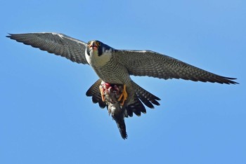 ハヤブサ 青葉山公園 2024年3月30日(土)