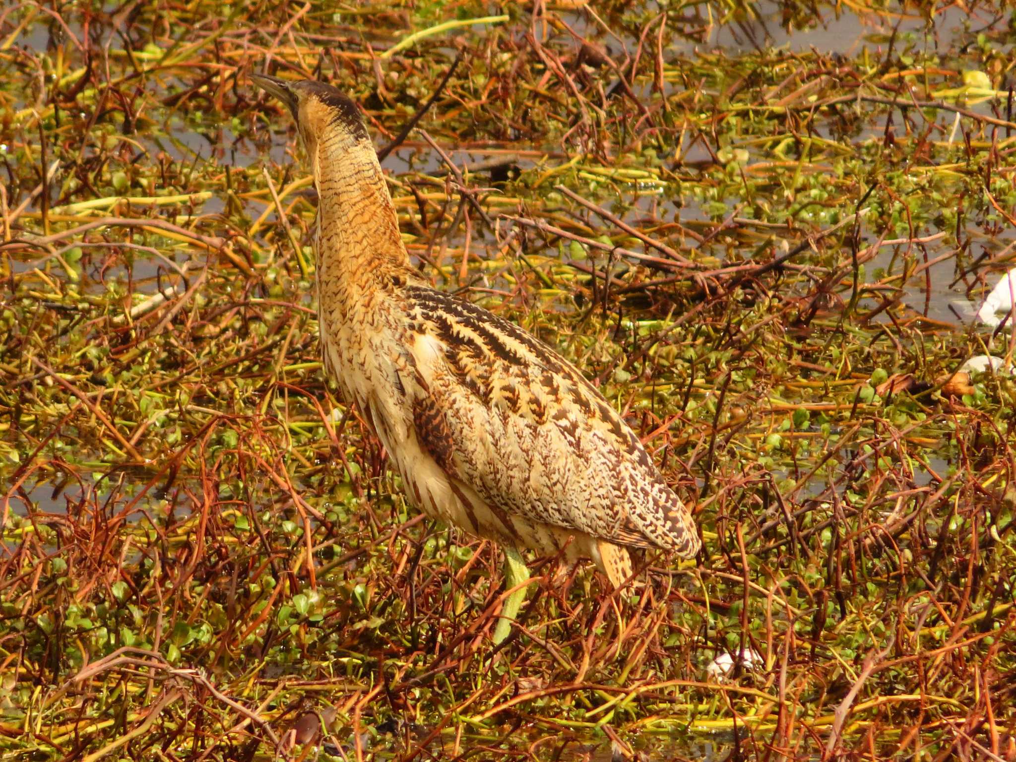 Eurasian Bittern