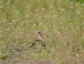 Eurasian Skylark 大口町 Sun, 3/31/2024