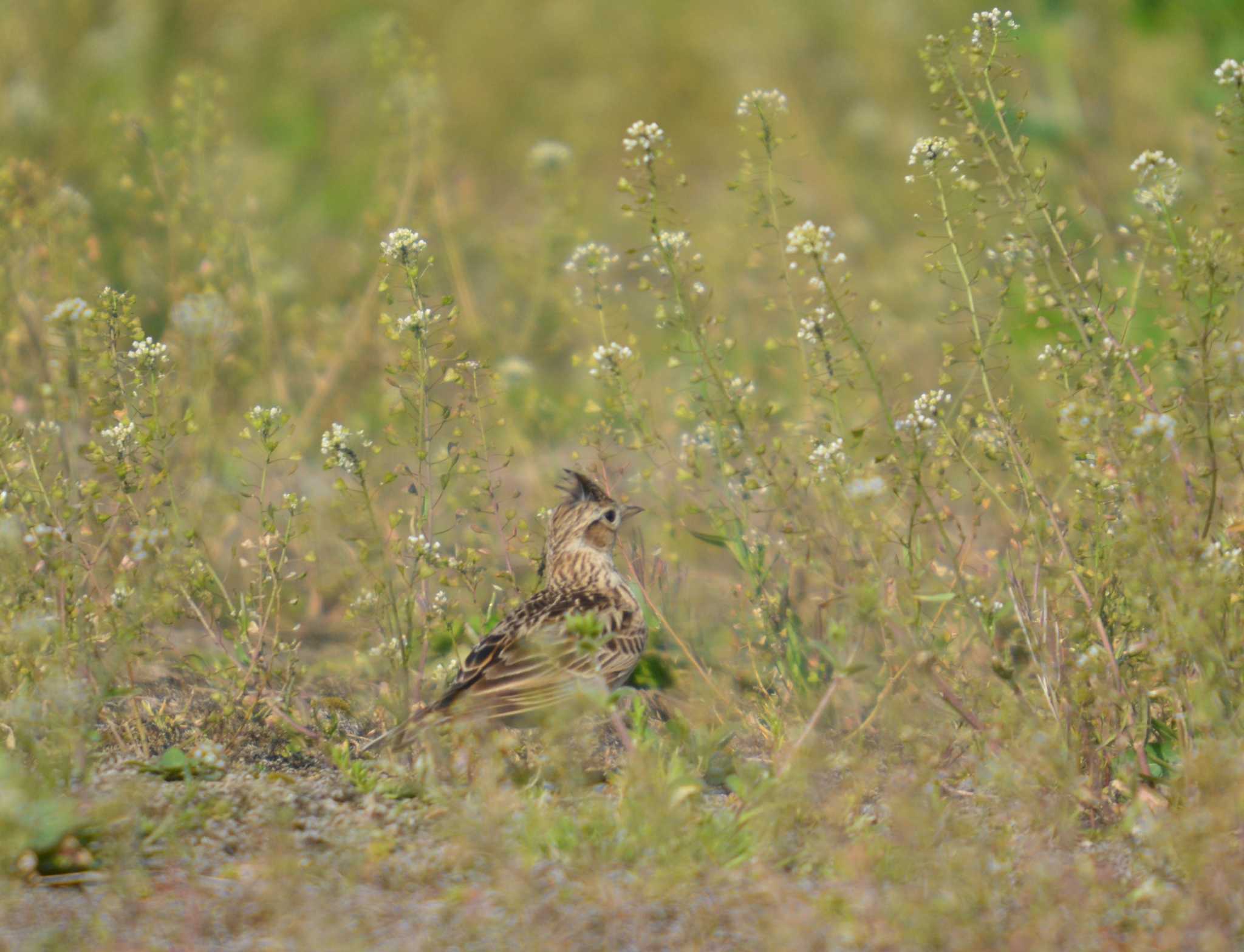 Photo of Eurasian Skylark at 大口町 by noel2023