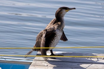 Japanese Cormorant 江ノ島 Sat, 3/30/2024