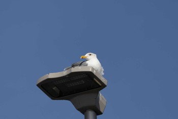 Vega Gull 江ノ島 Sat, 3/30/2024