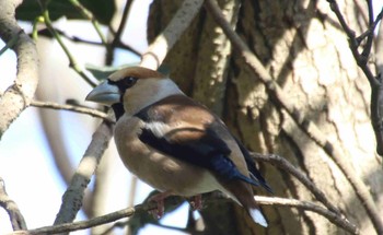 シメ 観音崎公園 2024年3月31日(日)