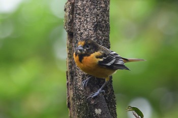 Baltimore Oriole コスタリカ Fri, 2/9/2024