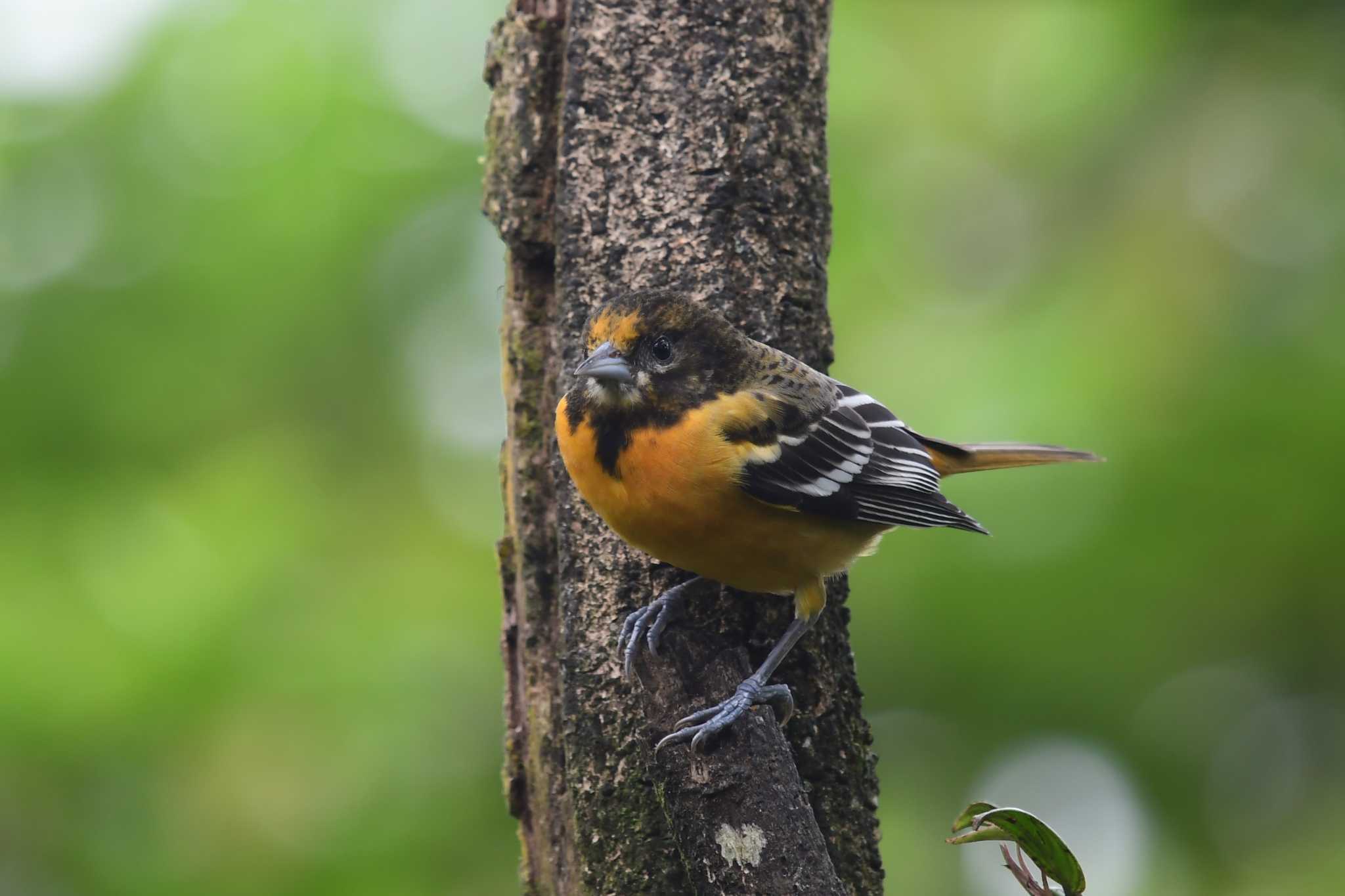 Photo of Baltimore Oriole at コスタリカ by でみこ