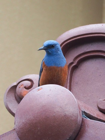 Blue Rock Thrush 南伊豆町 Sat, 3/16/2024