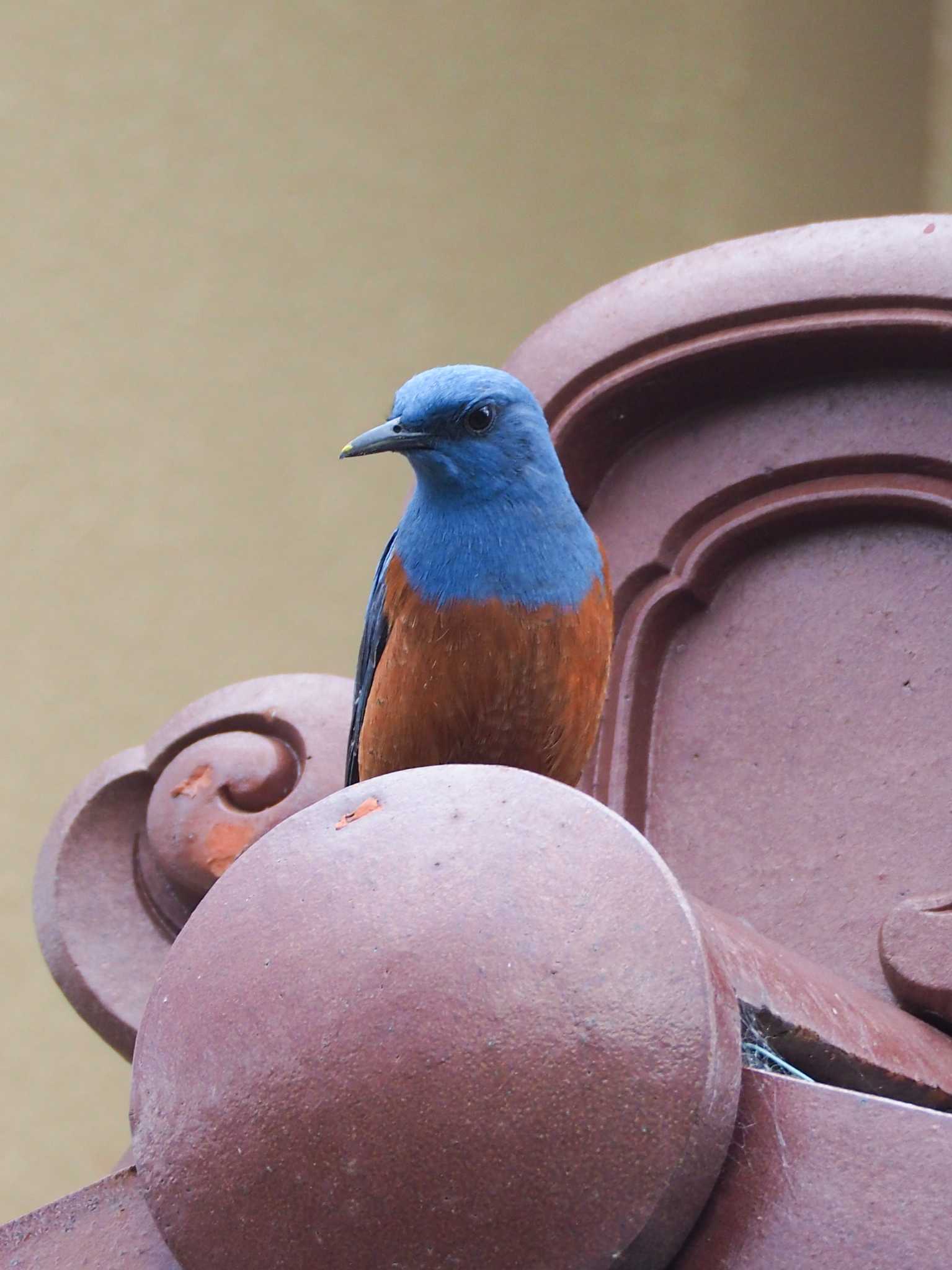 Photo of Blue Rock Thrush at 南伊豆町 by とろろ