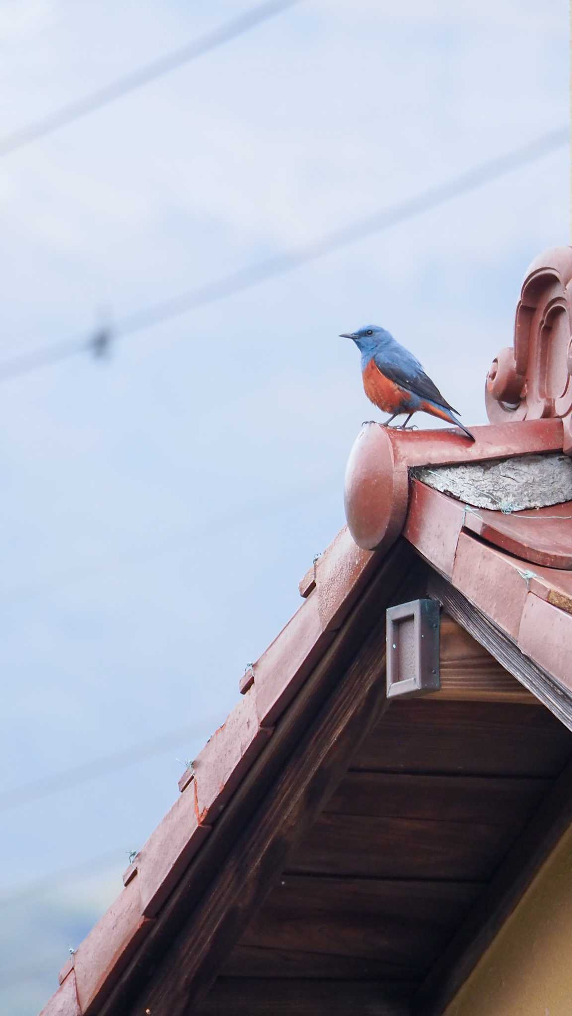 Blue Rock Thrush