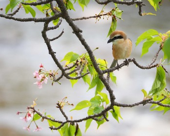 Bull-headed Shrike 南伊豆町 Sat, 3/16/2024