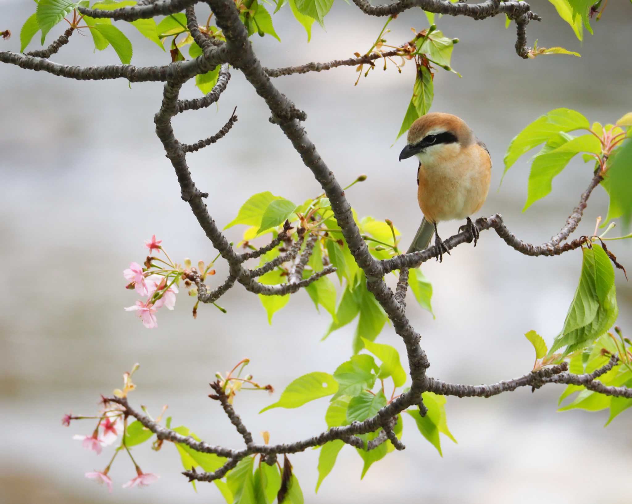 Photo of Bull-headed Shrike at 南伊豆町 by とろろ