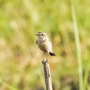 Siberian Stonechat Bueng Boraphet Bird Park Wed, 3/13/2024