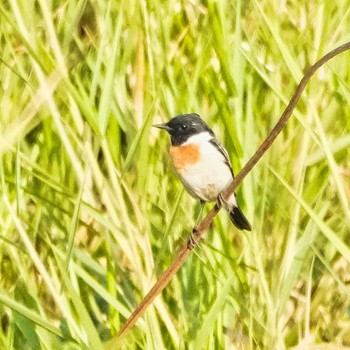 シベリアノビタキ Bueng Boraphet Bird Park 2024年3月13日(水)