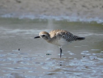 Grey Plover Sambanze Tideland Sat, 3/30/2024