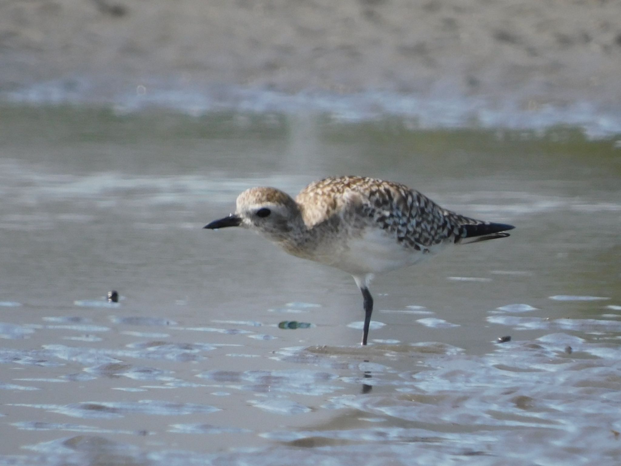 Photo of Grey Plover at Sambanze Tideland by ucello