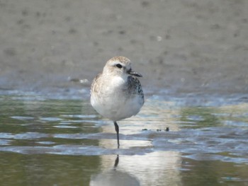 Grey Plover Sambanze Tideland Sat, 3/30/2024