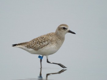 Grey Plover Sambanze Tideland Sun, 3/24/2024