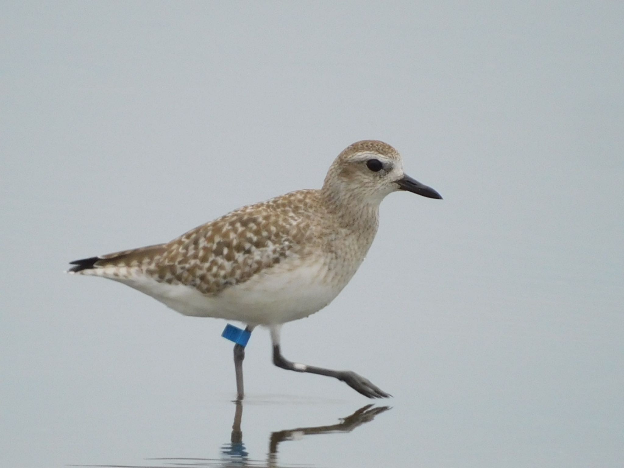 Photo of Grey Plover at Sambanze Tideland by ucello