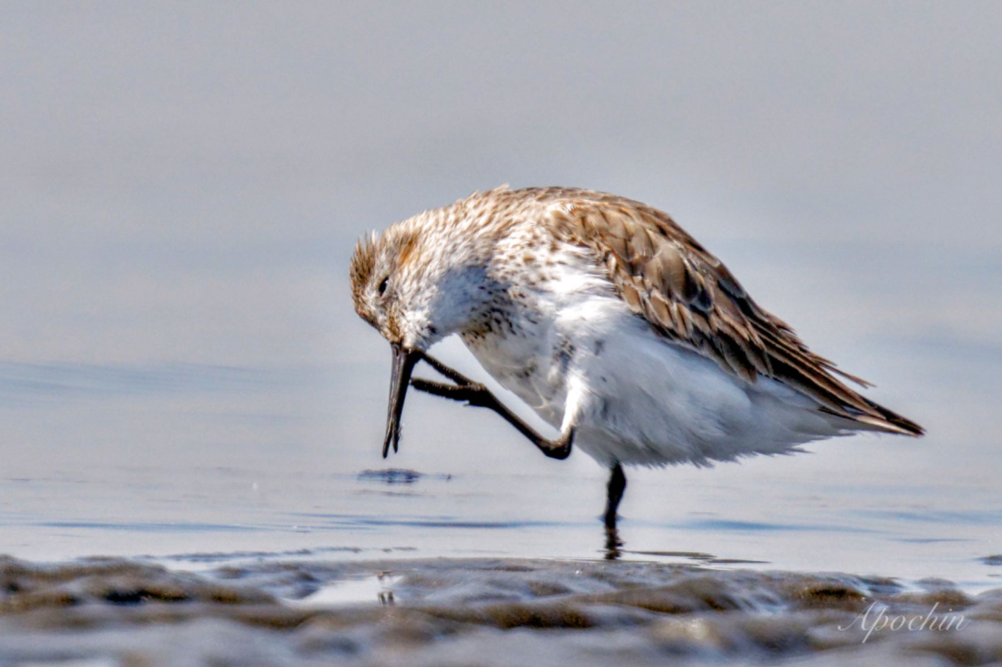 Dunlin