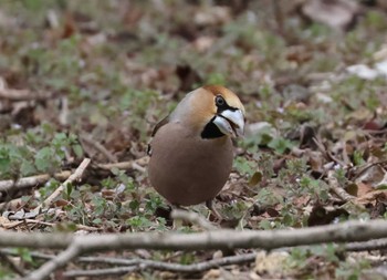 Hawfinch 多摩地区 Sun, 3/24/2024