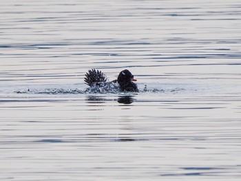 White-winged Scoter Sambanze Tideland Sun, 3/17/2024