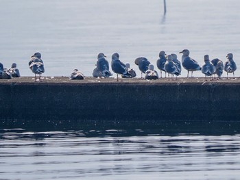 タイミルセグロカモメ ふなばし三番瀬海浜公園 2024年3月17日(日)