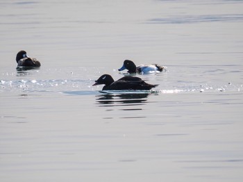 White-winged Scoter Sambanze Tideland Sun, 3/17/2024