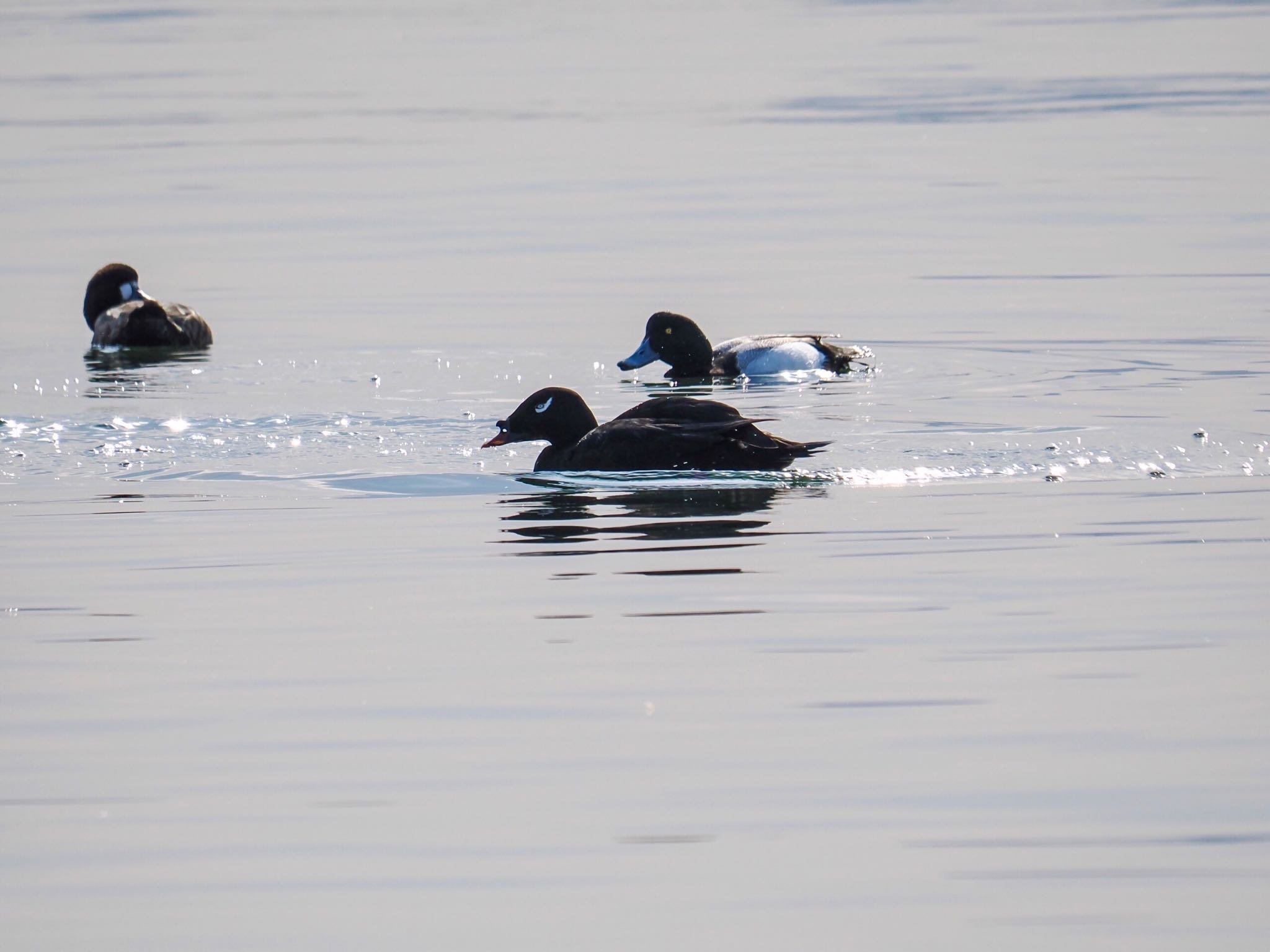 White-winged Scoter