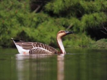 サカツラガン 大池親水公園 2024年3月30日(土)