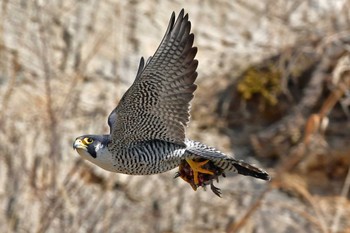 ハヤブサ 青葉山公園 2024年3月30日(土)