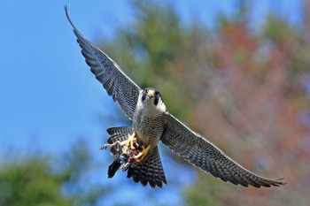 ハヤブサ 青葉山公園 2024年3月30日(土)