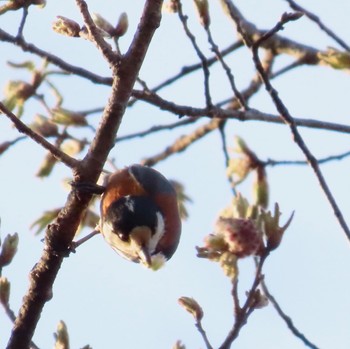 Sun, 3/31/2024 Birding report at 貝塚憩の森(千葉市)