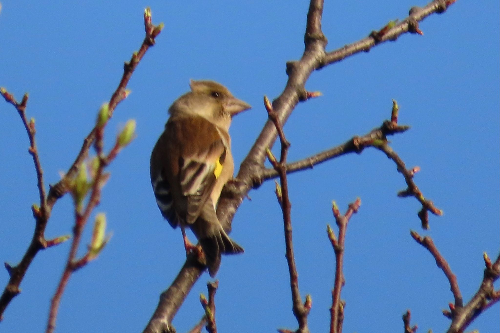 Grey-capped Greenfinch