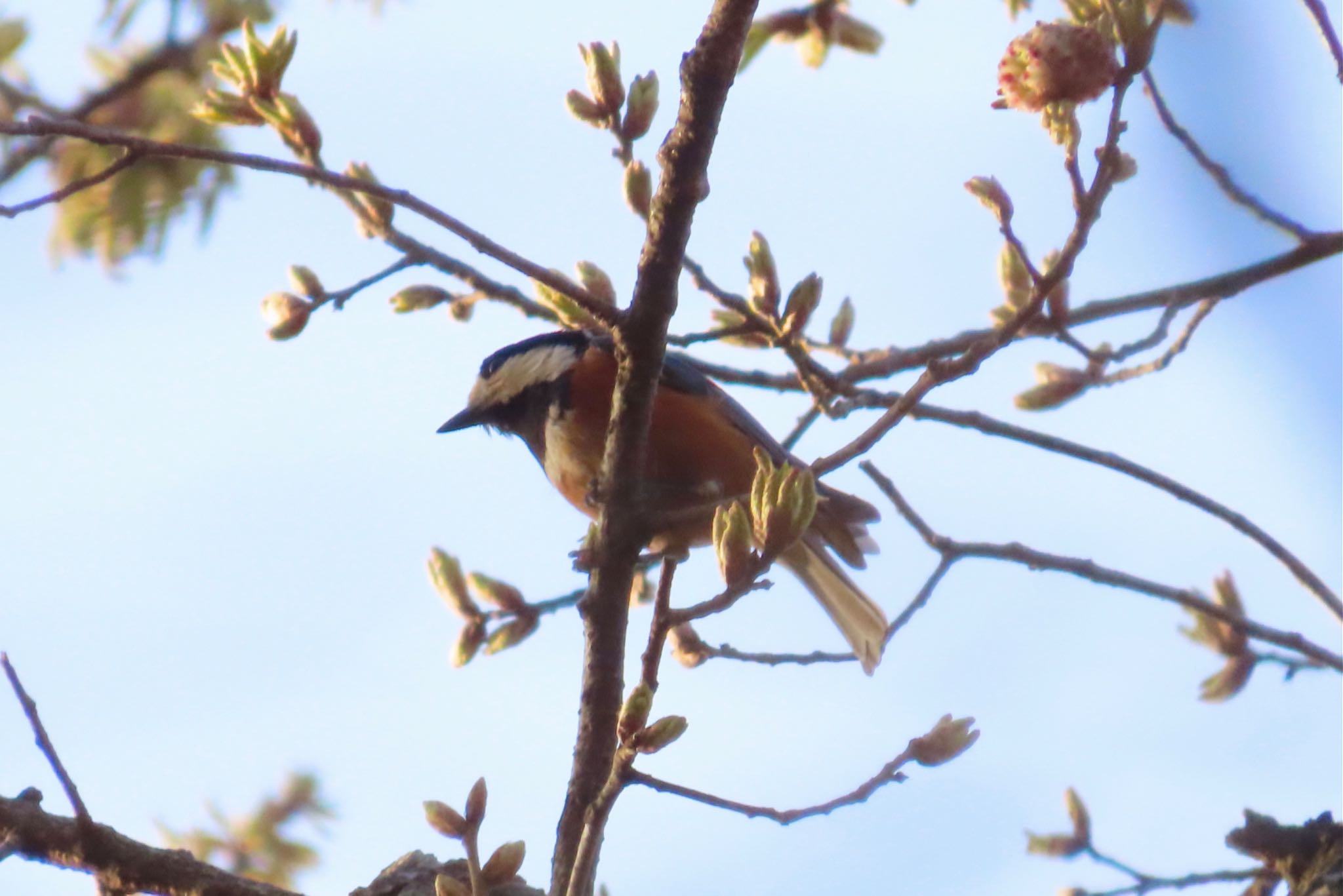 Varied Tit