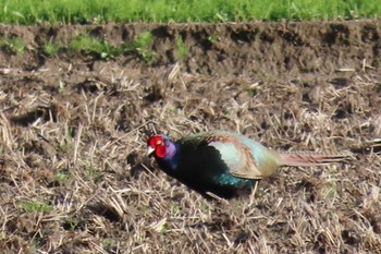 Sat, 3/30/2024 Birding report at 米沢(千葉県市原市)