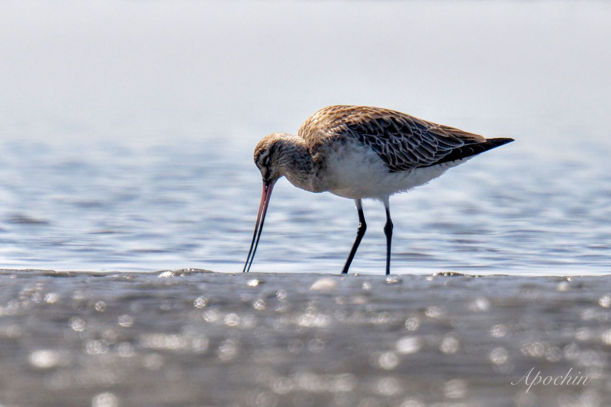 Bar-tailed Godwit