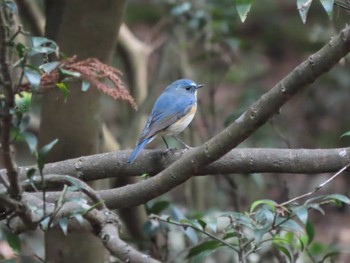 ルリビタキ 奈良公園 2024年3月30日(土)