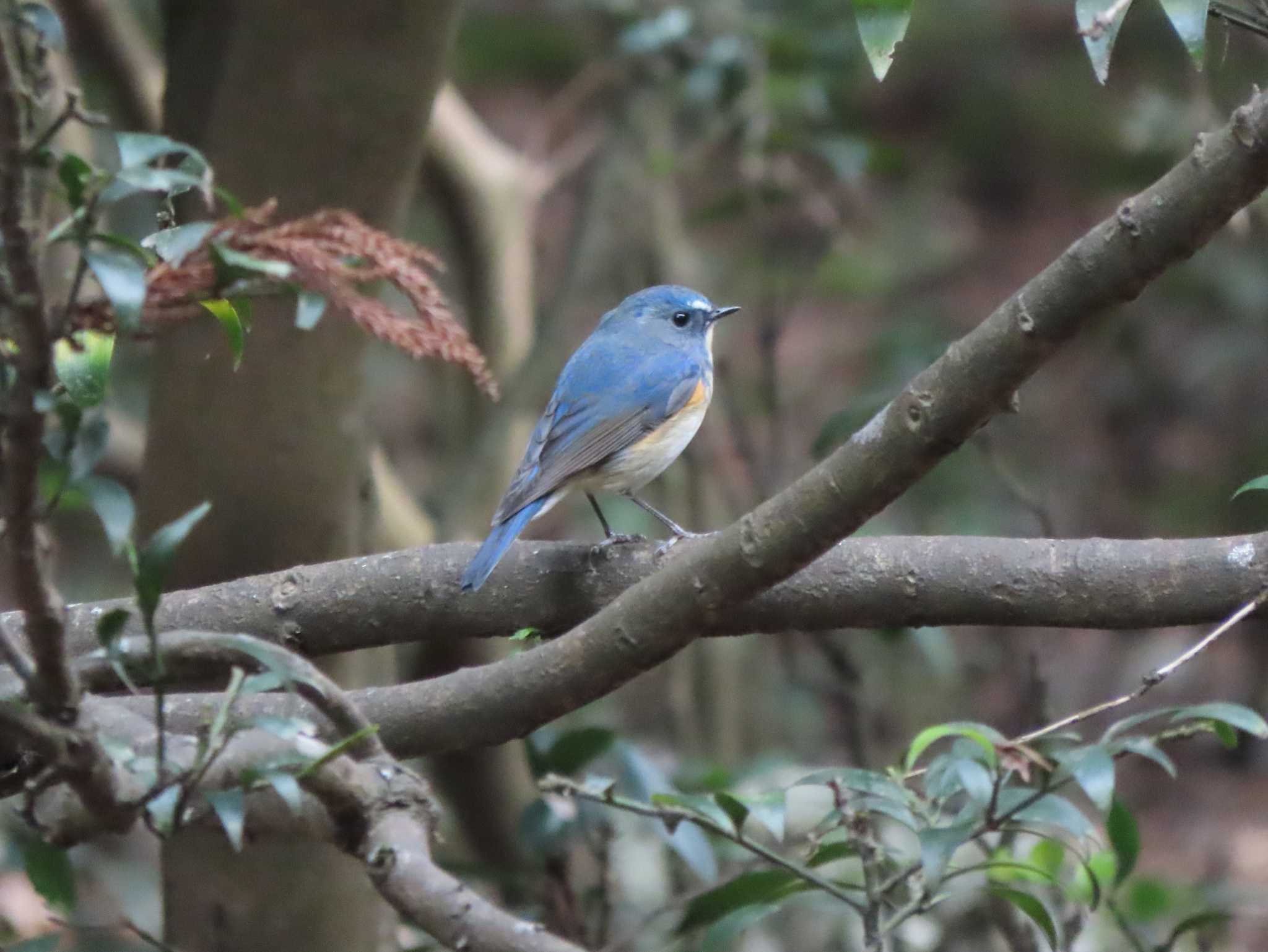 Red-flanked Bluetail