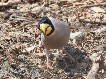 Japanese Grosbeak Nara Park Sat, 3/30/2024