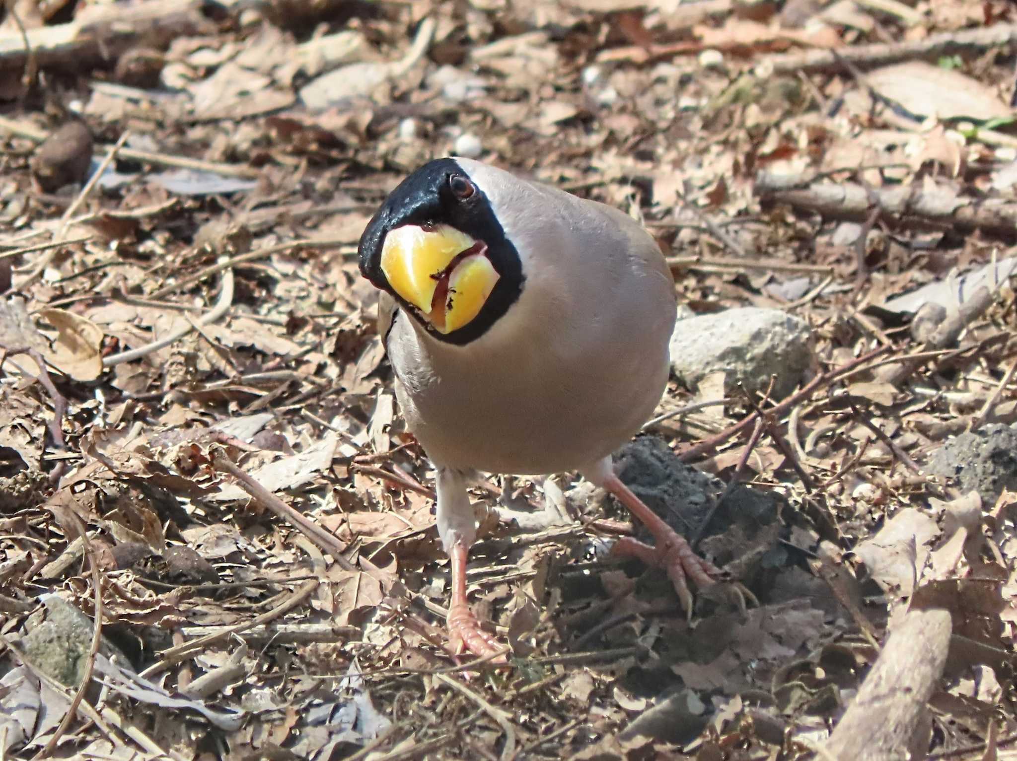 Japanese Grosbeak