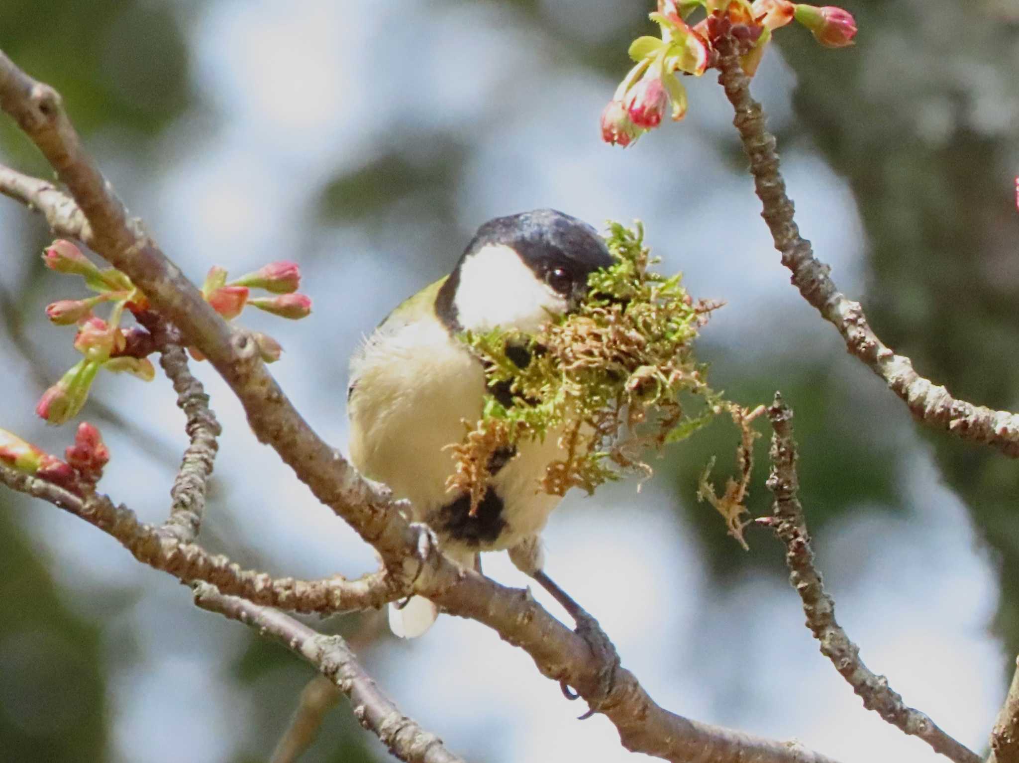 Japanese Tit