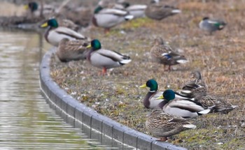 マガモ 袋井浄化センター 2024年3月24日(日)