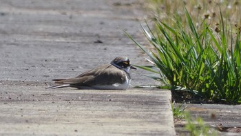 2024年3月29日(金) 平城宮跡の野鳥観察記録