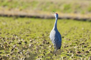 Sandhill Crane 隠岐(島根県) Wed, 3/27/2024