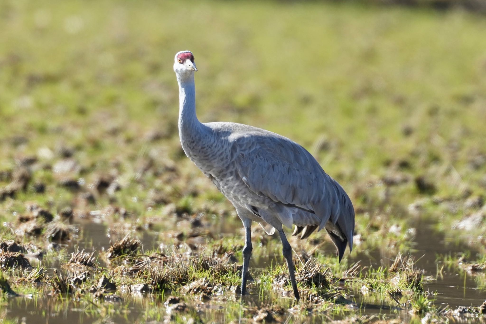 Photo of Sandhill Crane at 隠岐(島根県) by あらどん