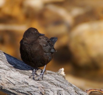 Brown Dipper Makomanai Park Thu, 3/28/2024