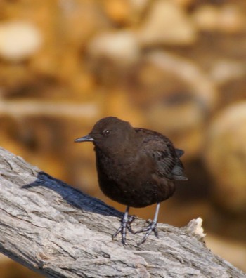 Brown Dipper Makomanai Park Thu, 3/28/2024