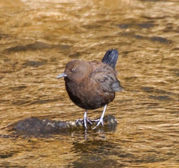 Brown Dipper Makomanai Park Thu, 3/28/2024