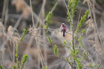 Siberian Long-tailed Rosefinch Watarase Yusuichi (Wetland) Sat, 3/30/2024