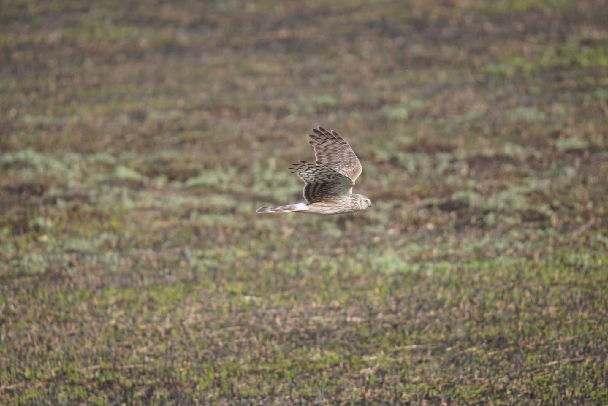 Photo of Hen Harrier at Watarase Yusuichi (Wetland) by Kたろー