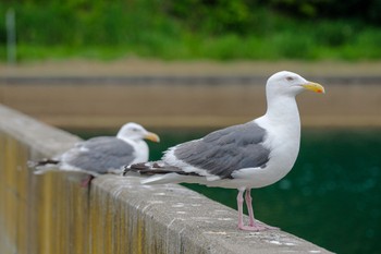 Slaty-backed Gull 北海道 函館市 笹流ダム Thu, 6/22/2023